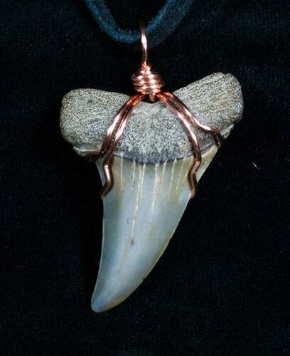 Curved Fossil Mako Tooth Necklace #4697